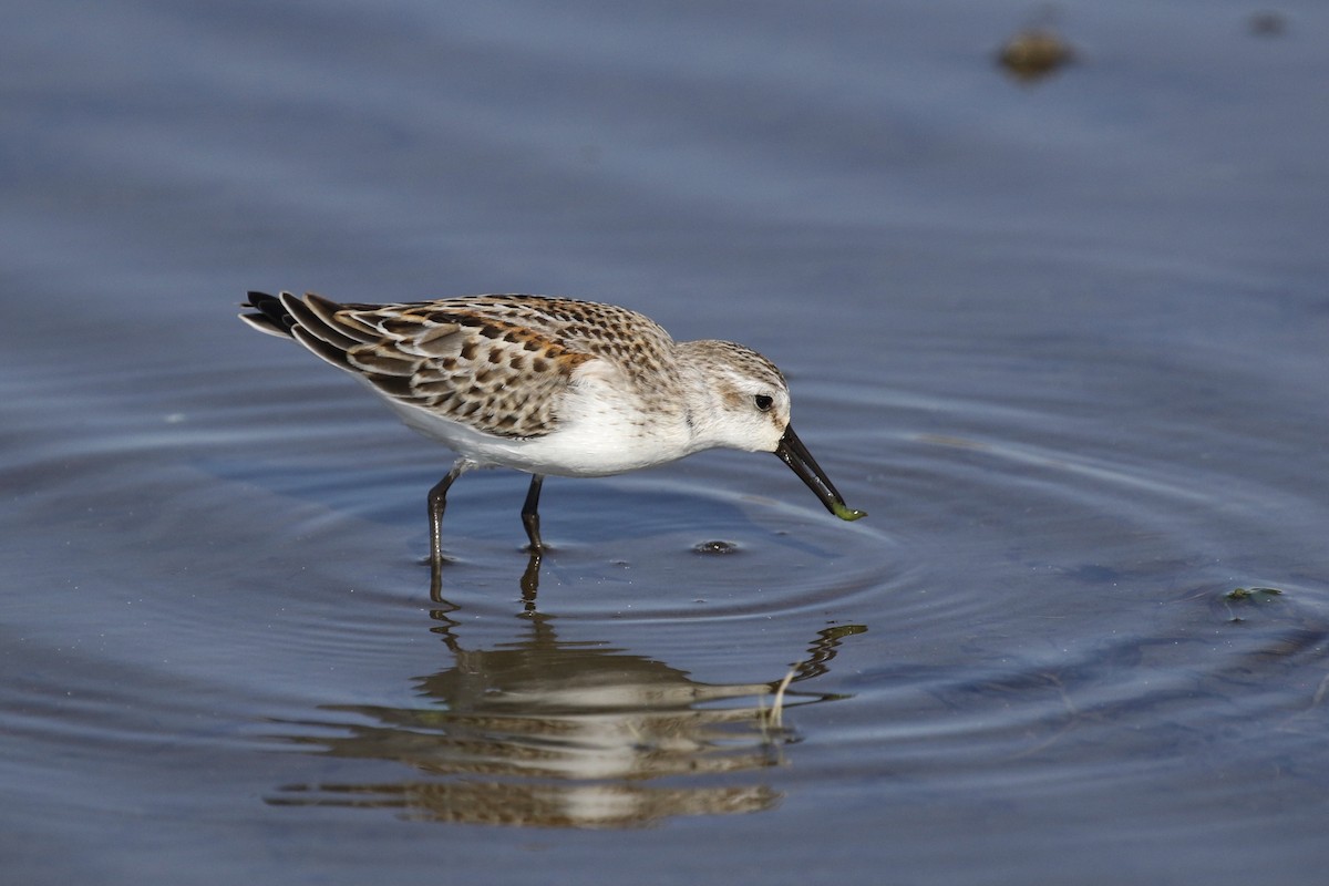 Western Sandpiper - ML363898061