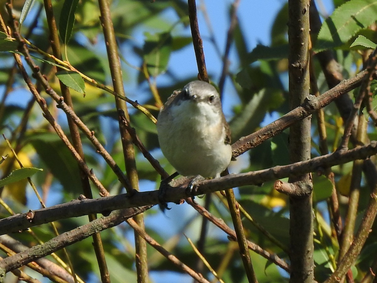 Lesser Whitethroat - ML363898241