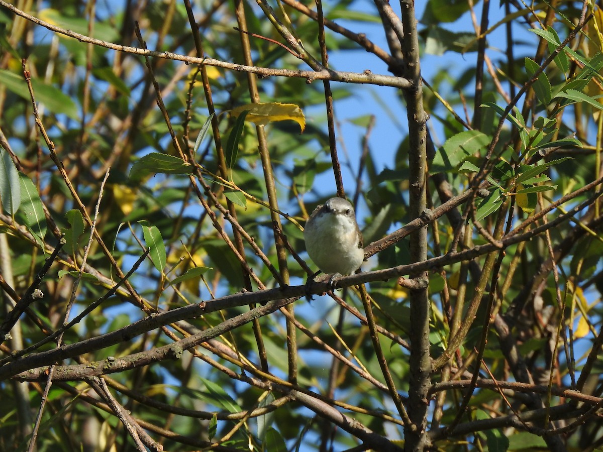 Curruca Zarcerilla - ML363898271