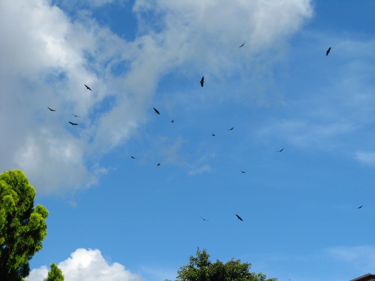 Black Vulture - ML36389851