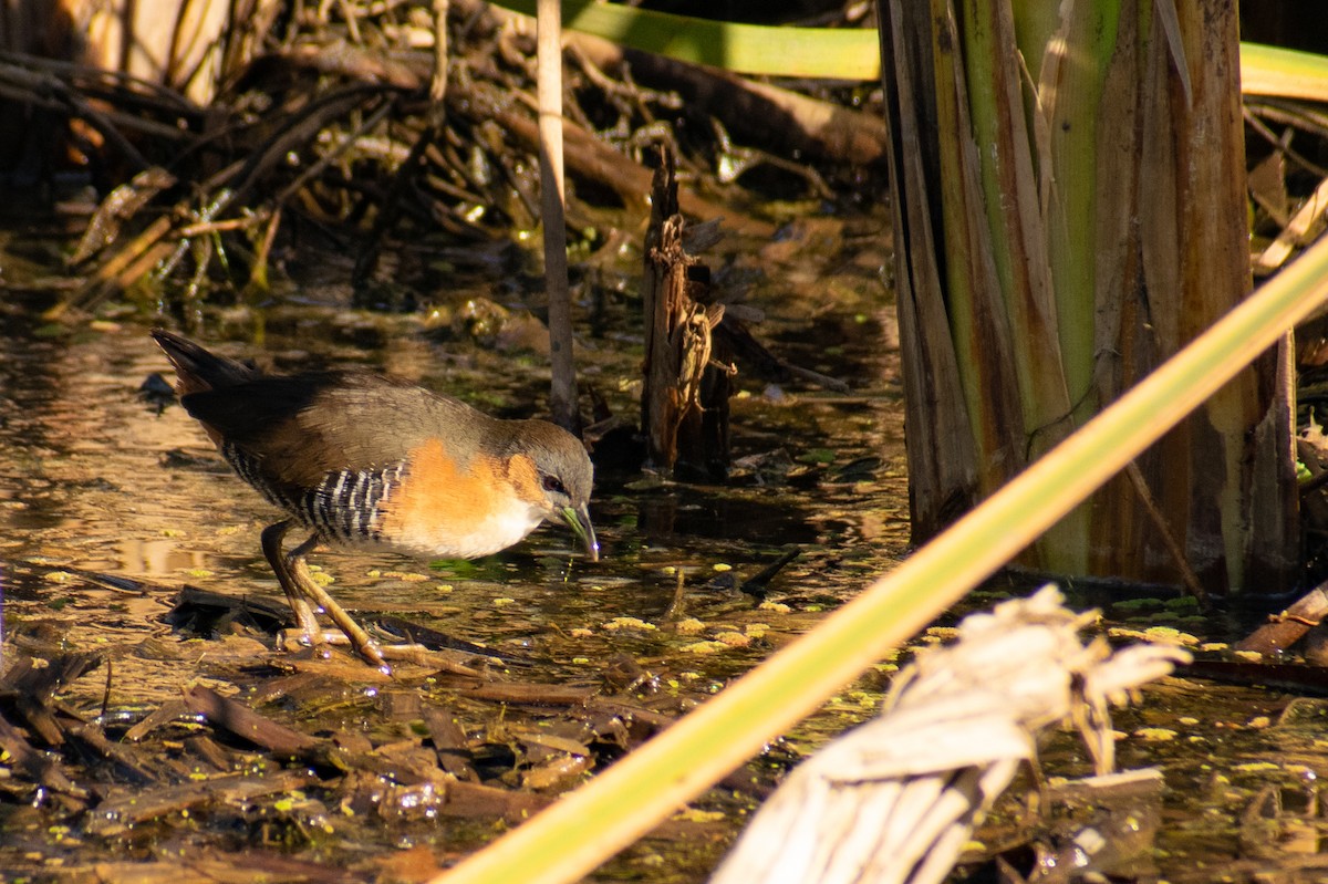 Rufous-sided Crake - ML363898551