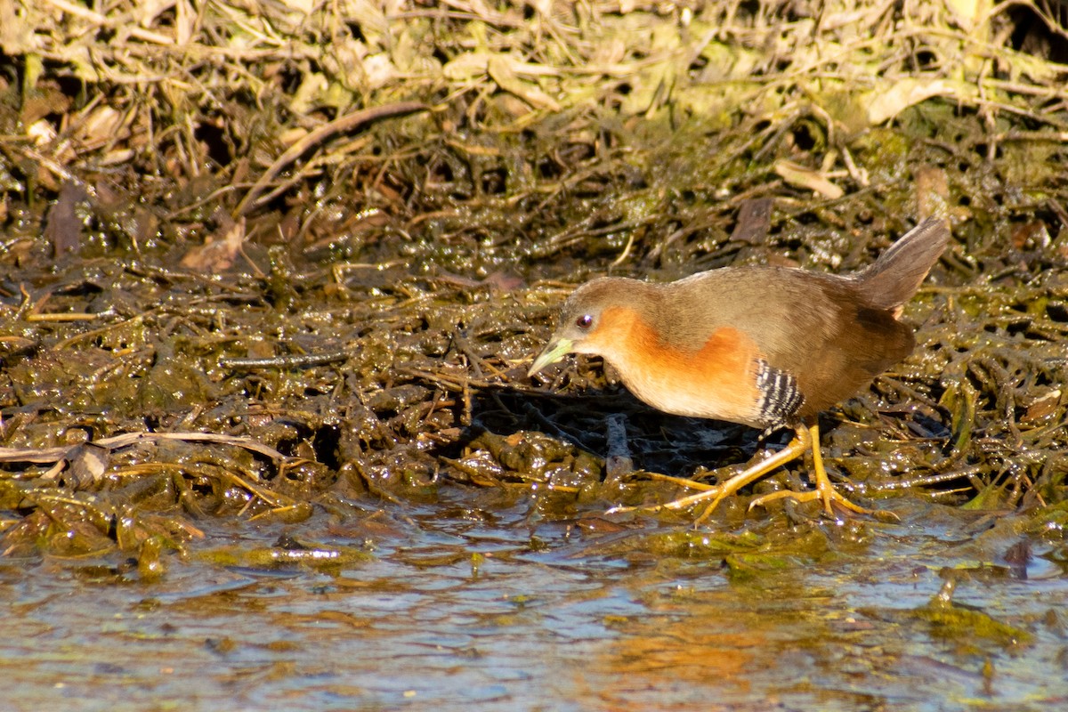 Rufous-sided Crake - ML363898581