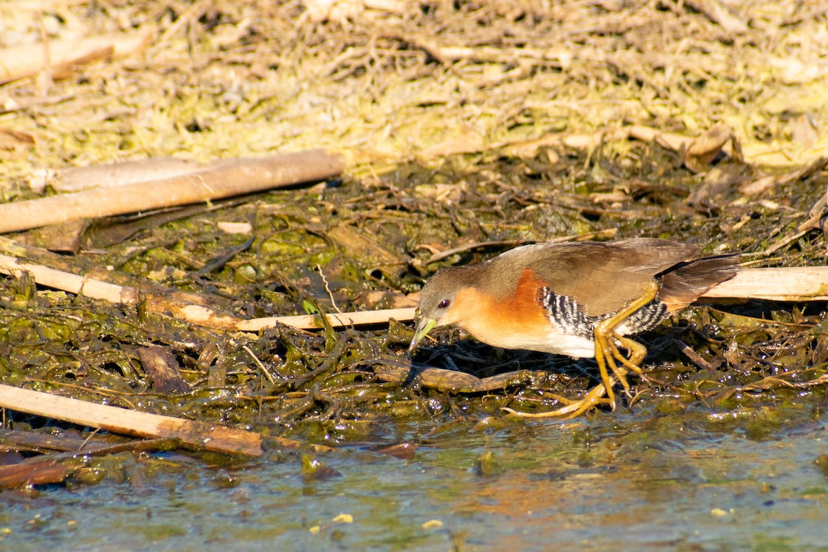 Rufous-sided Crake - ML363898591