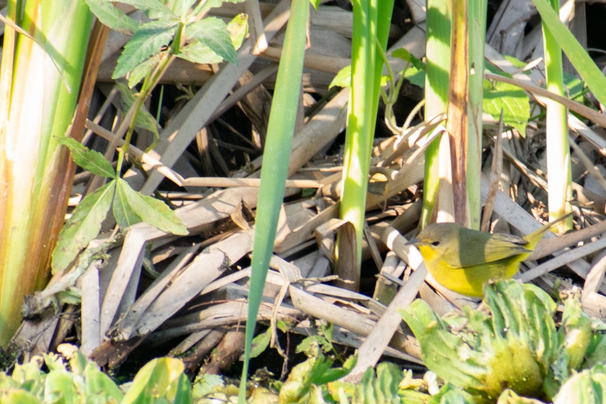 Southern Yellowthroat - Leandro Bareiro Guiñazú