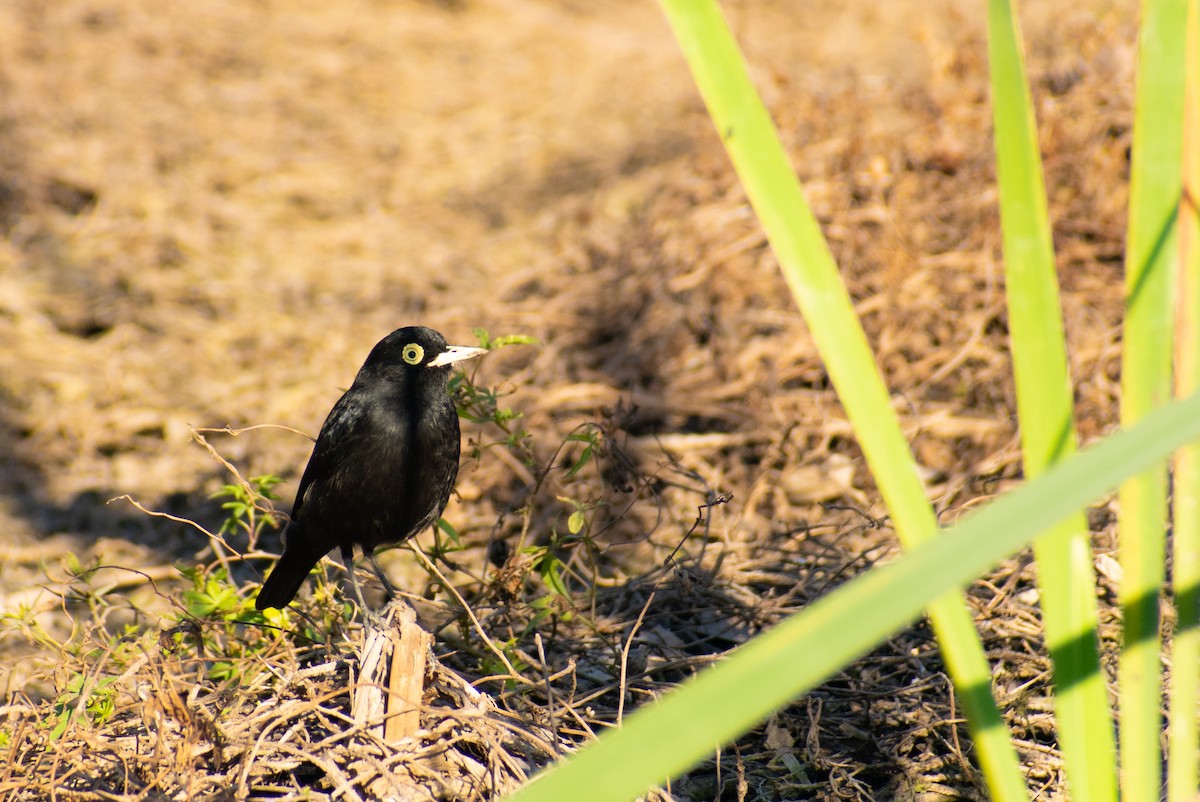 Spectacled Tyrant - ML363899071