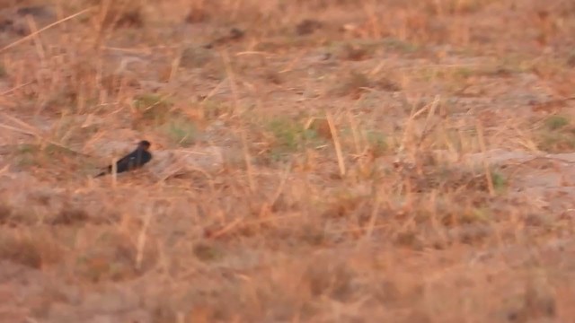 Golondrina Pechirrufa - ML363900601