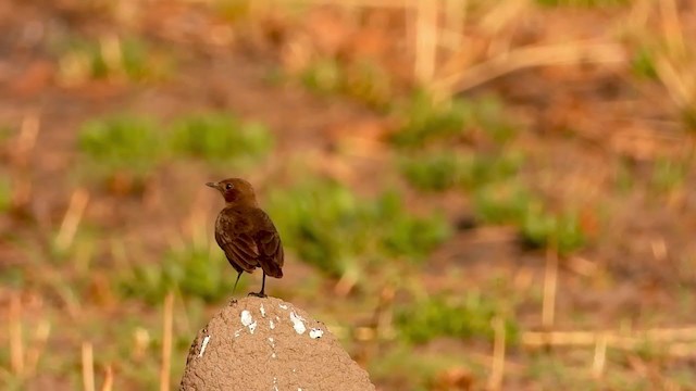 Sooty Chat - ML363901311