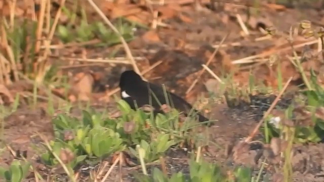 Sooty Chat - ML363901441