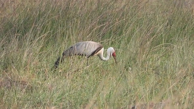 Wattled Crane - ML363901561