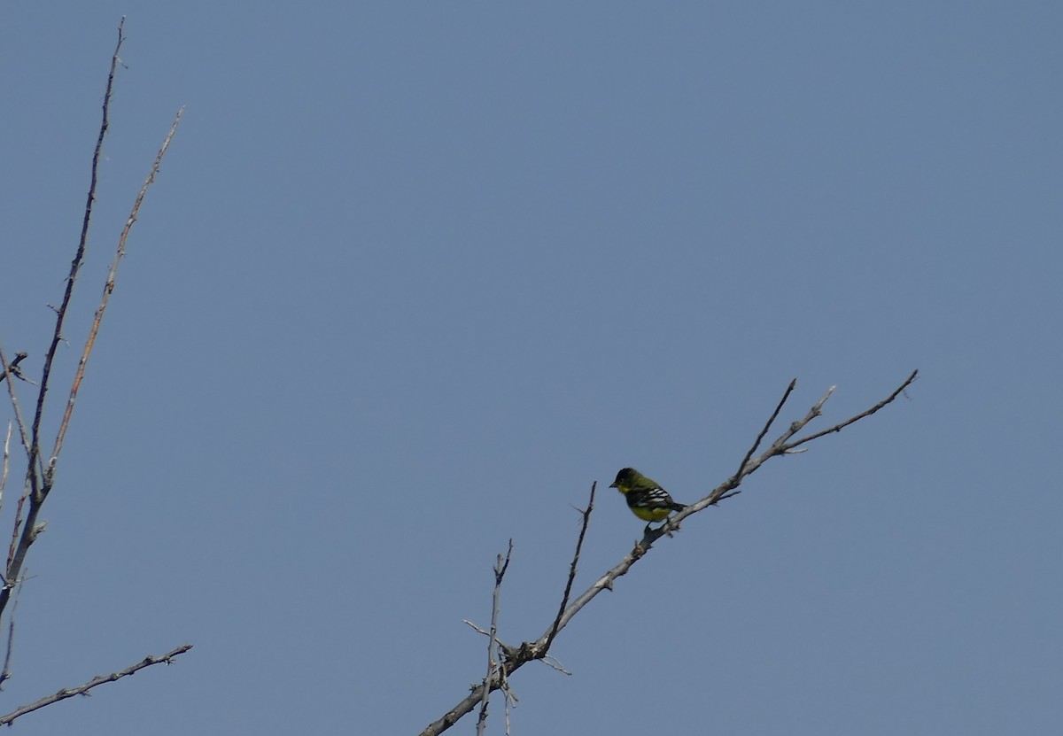 Lesser Goldfinch - ML363901801