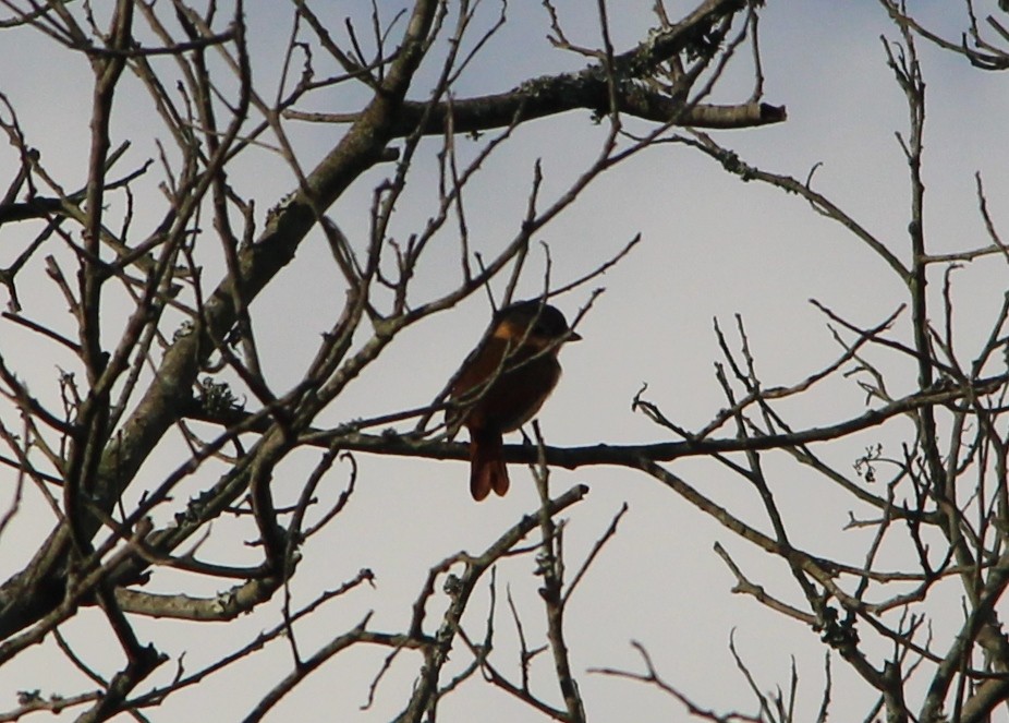 Rose-throated Becard - Nestor Herrera