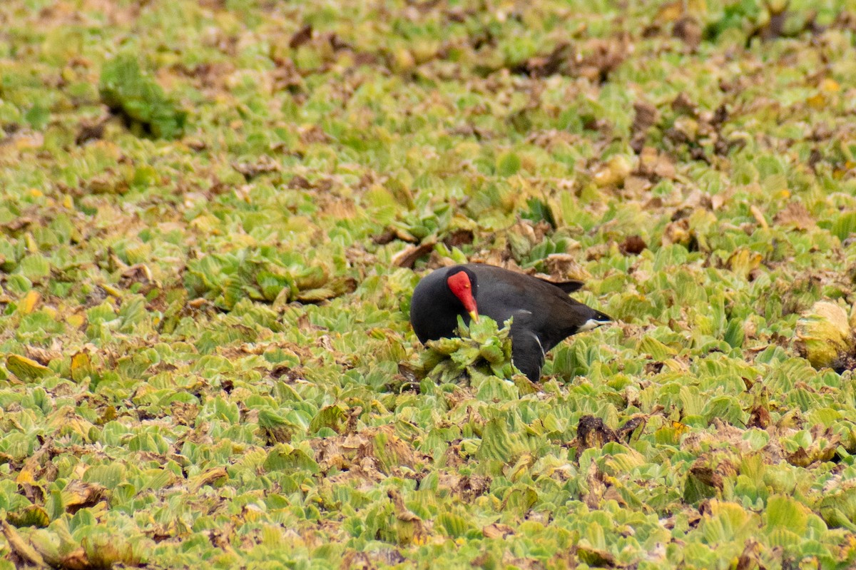 Gallinule d'Amérique - ML363902161