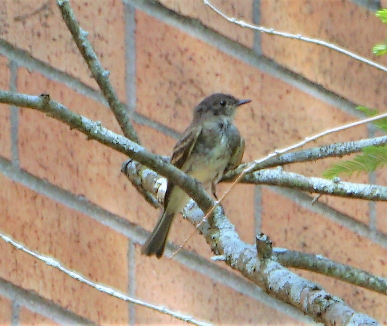 Eastern Phoebe - ML363903091