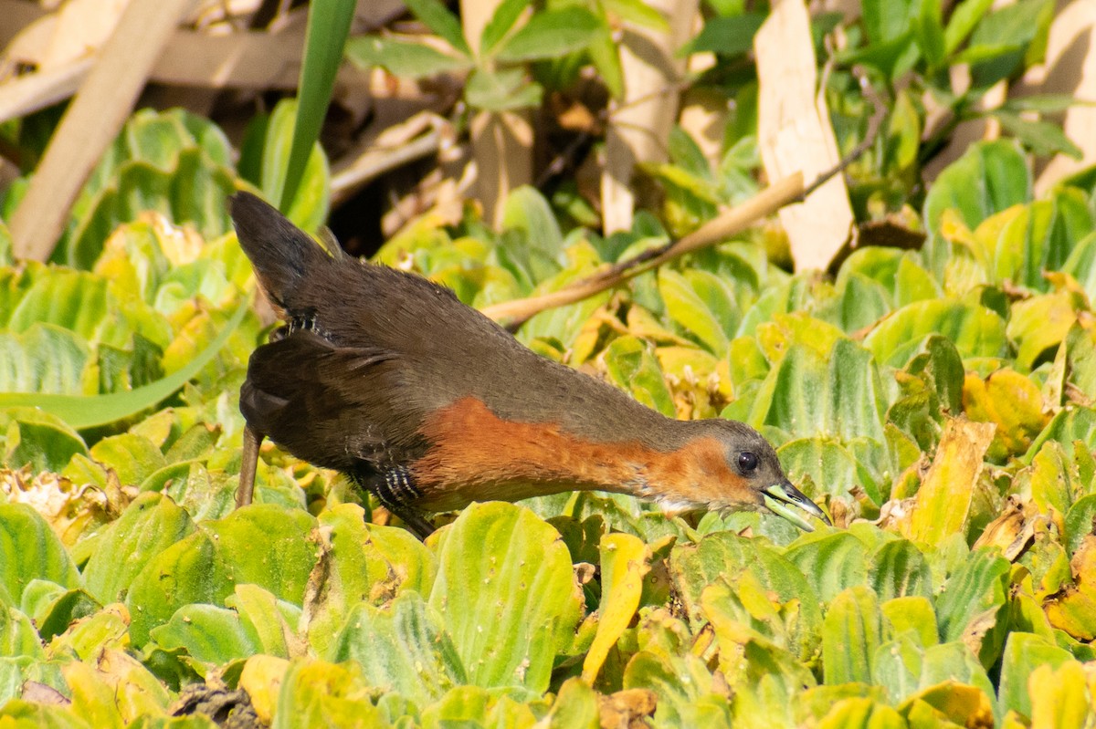 Rufous-sided Crake - ML363903251