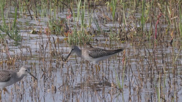 Lesser Yellowlegs - ML363903331