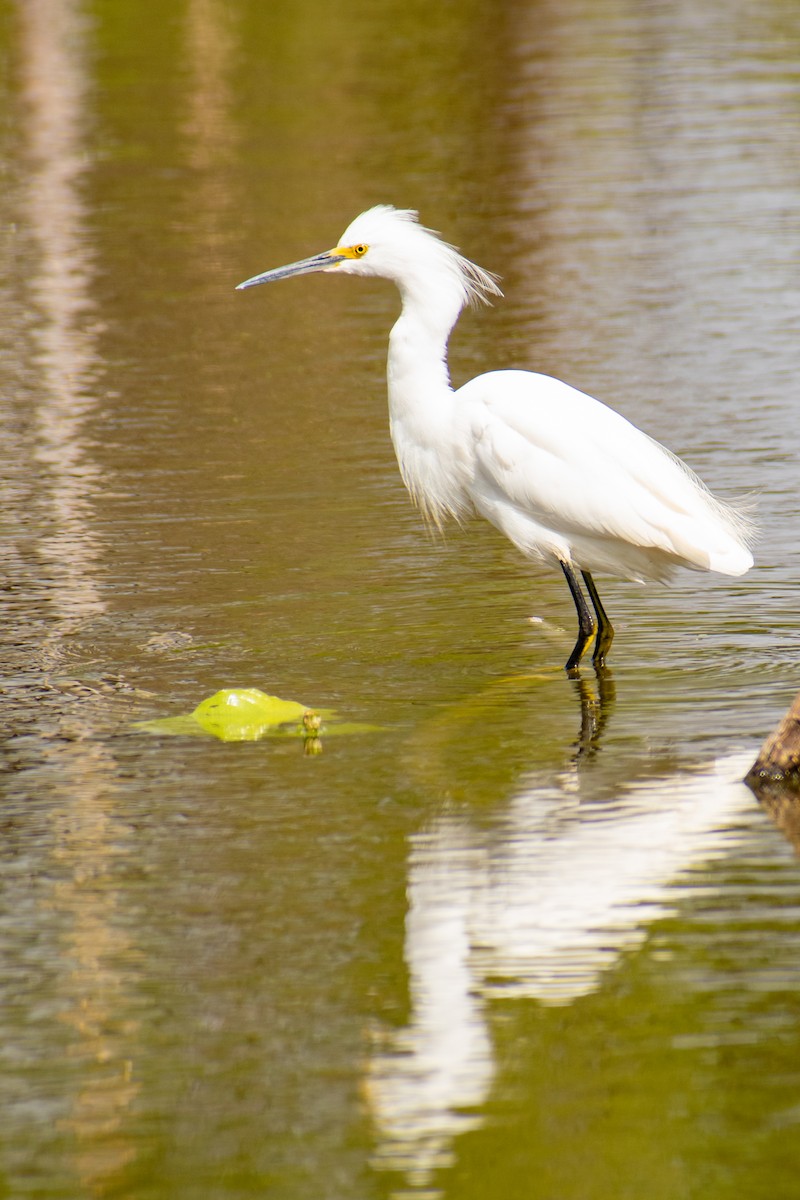 Snowy Egret - ML363903451