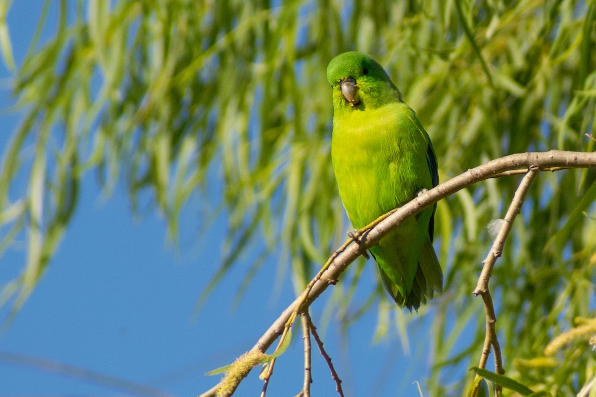 Cobalt-rumped Parrotlet - ML363903571