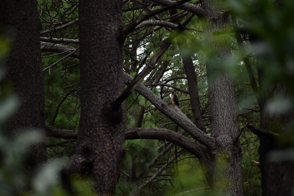 Red-tailed Hawk - ML363903671