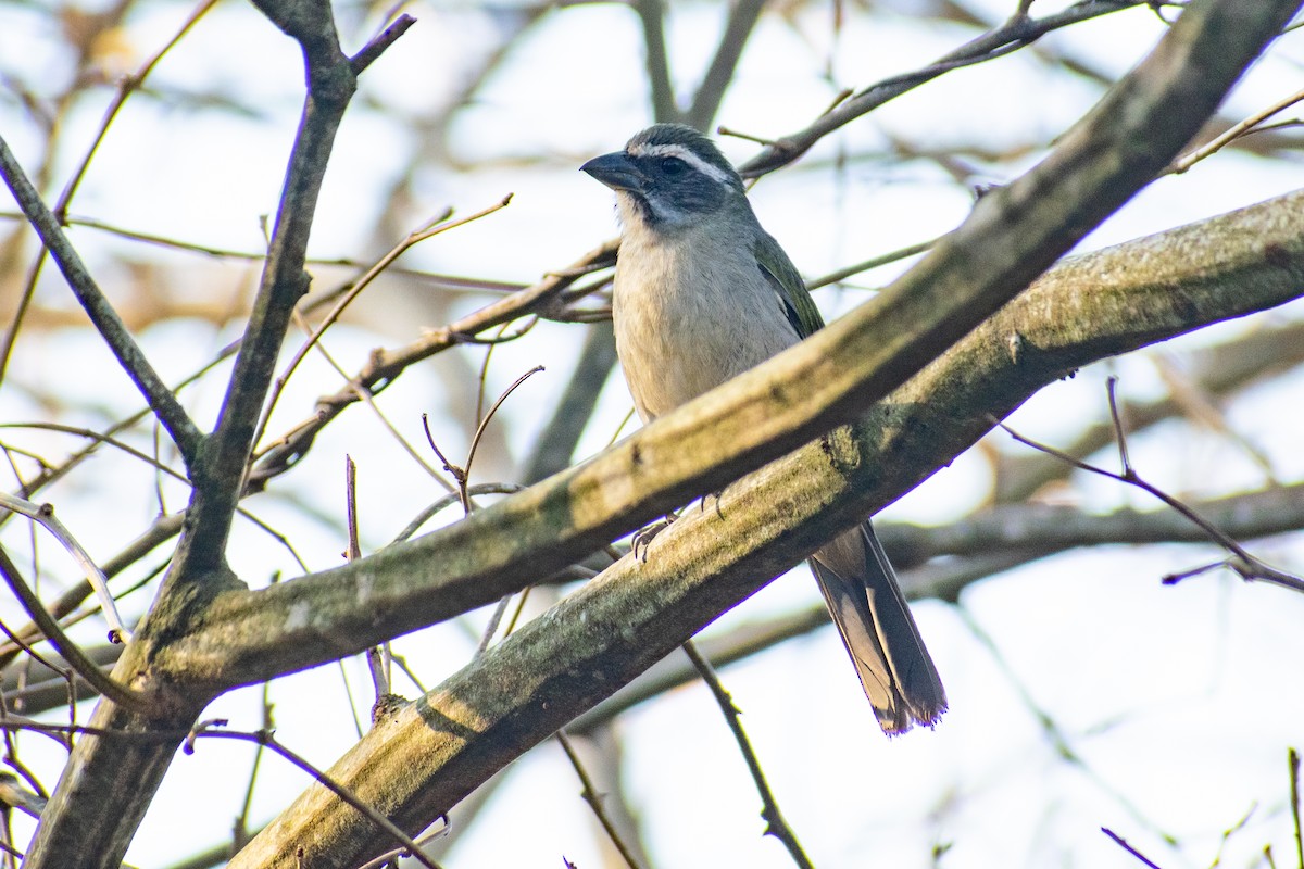 Green-winged Saltator - Leandro Bareiro Guiñazú