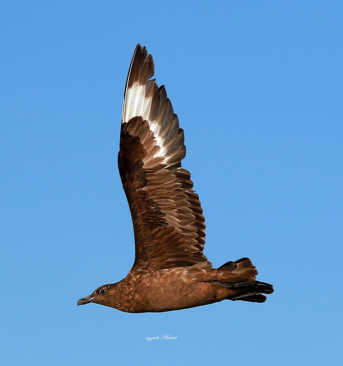 Great Skua - khaled Ayyach