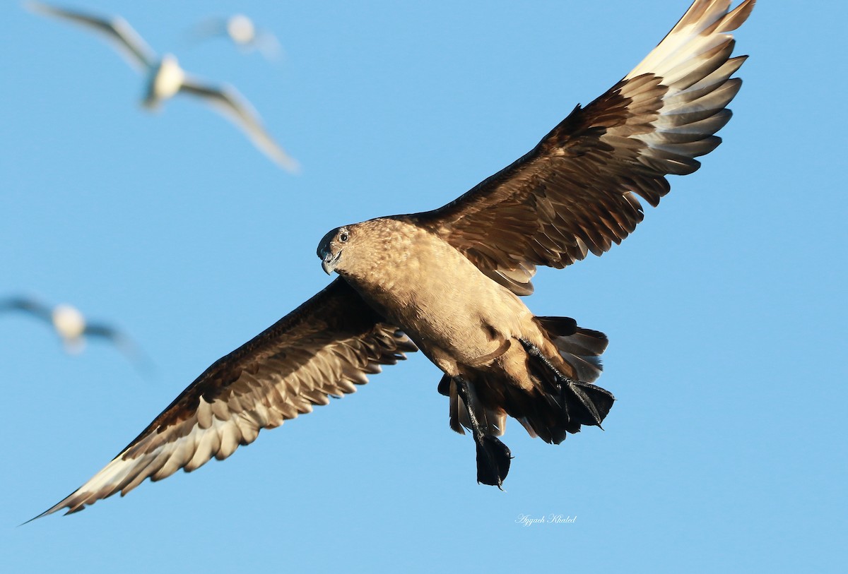 Great Skua - ML363904341