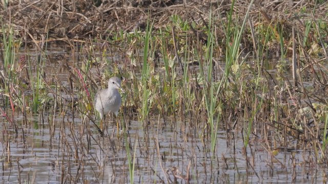 Lesser Yellowlegs - ML363904691