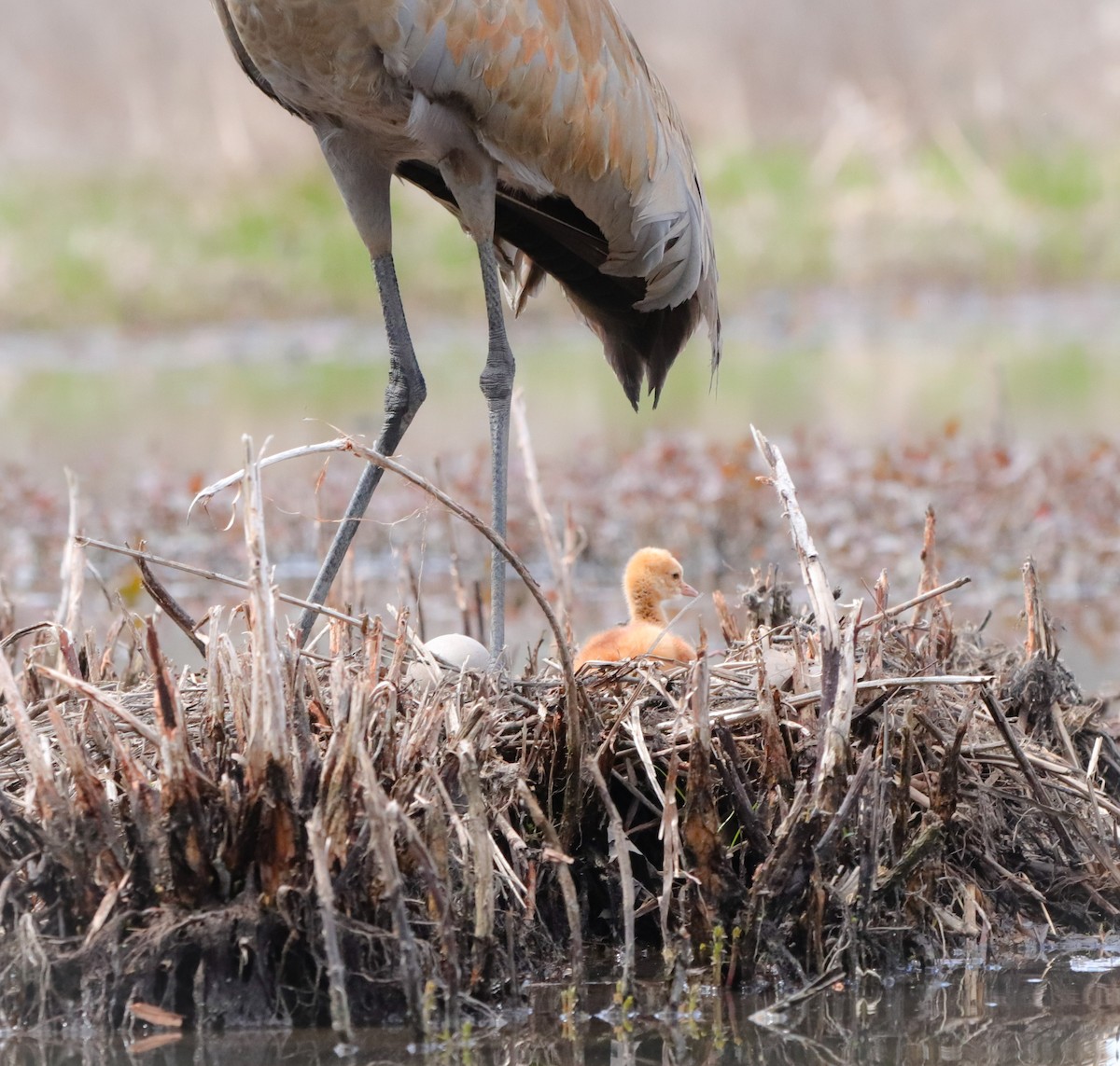Sandhill Crane - Lisa Bacon