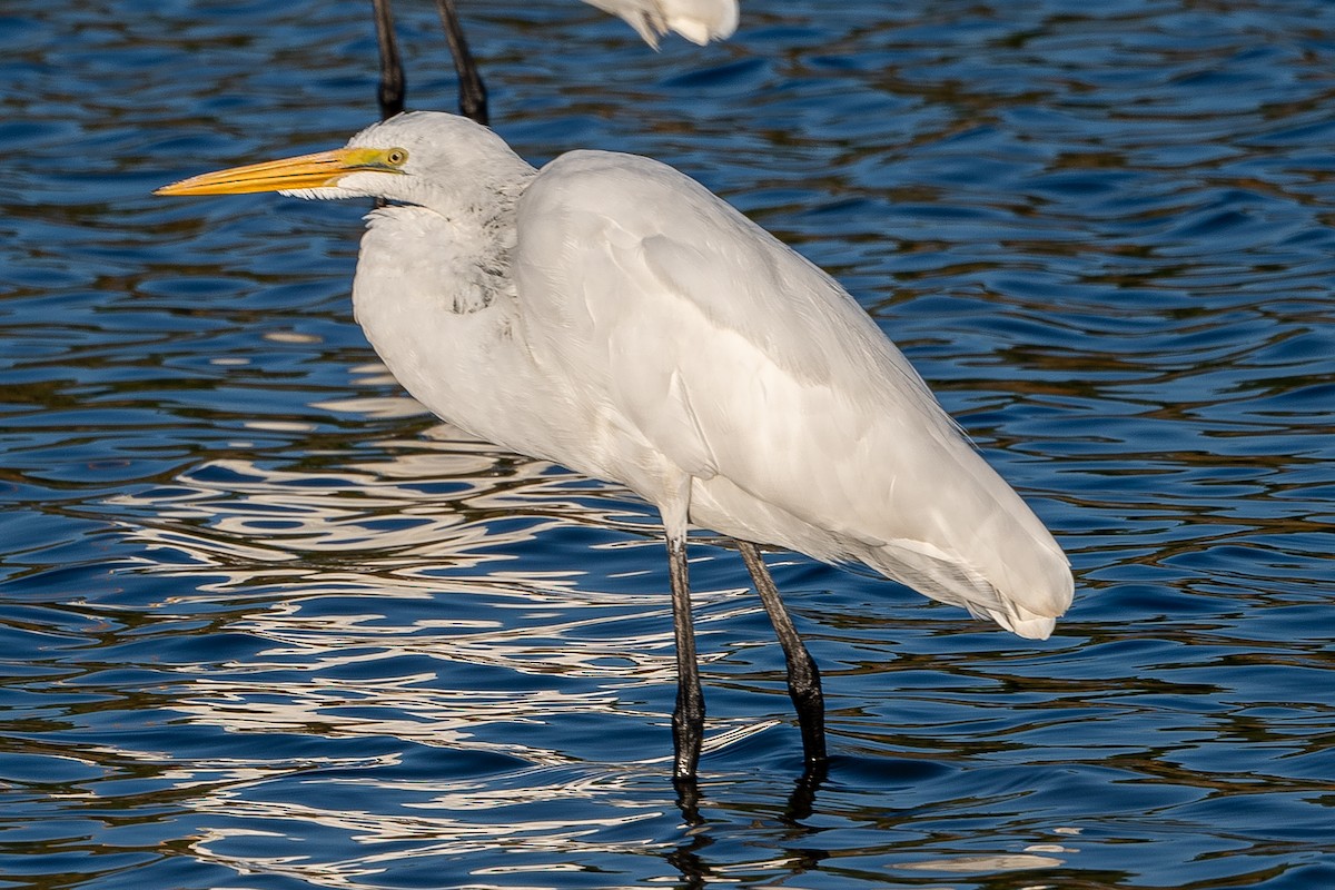 Цасч дэглий - ML363908561