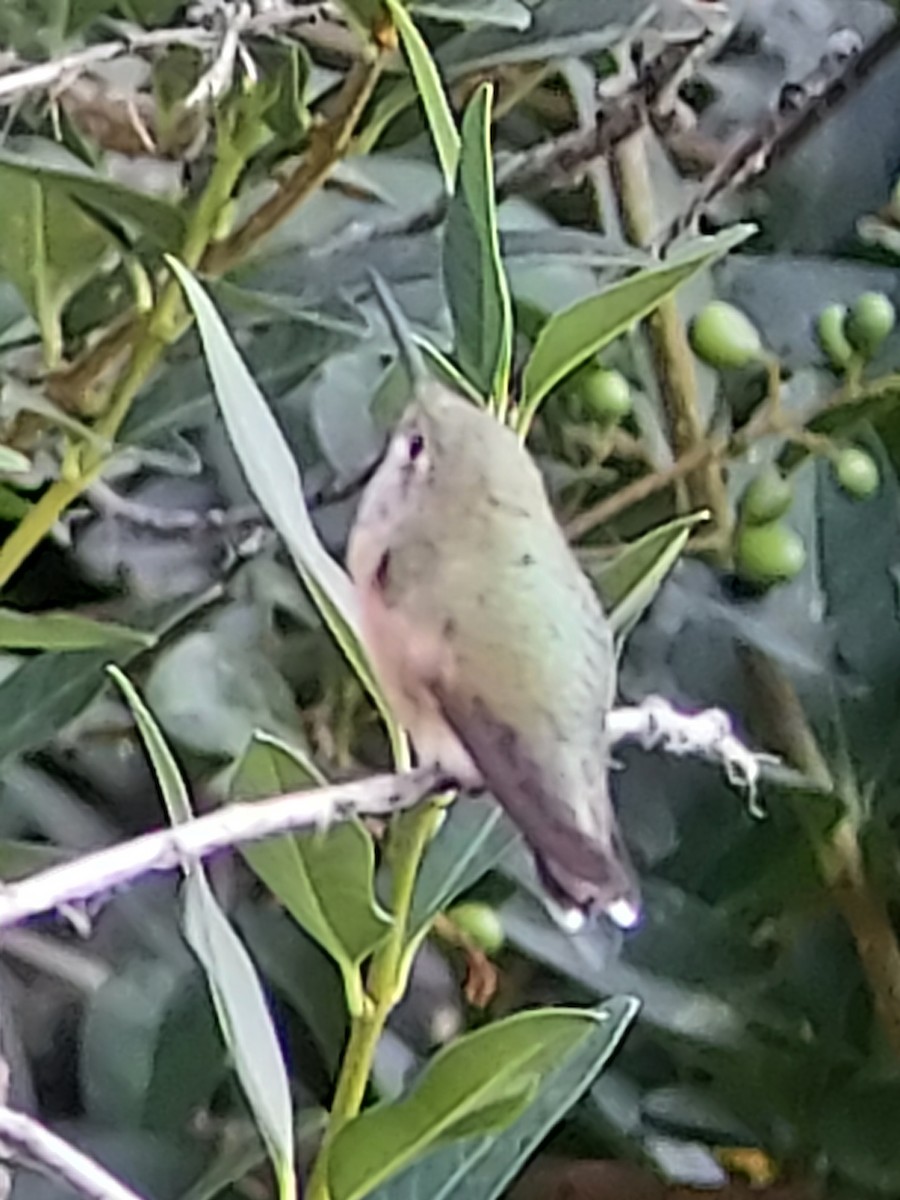 Calliope Hummingbird - ML363909121