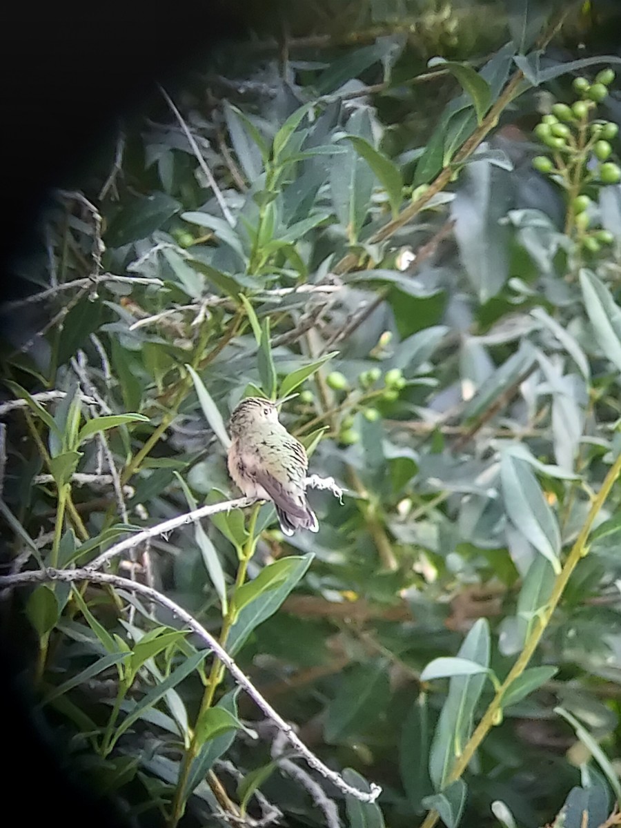 Calliope Hummingbird - ML363909171