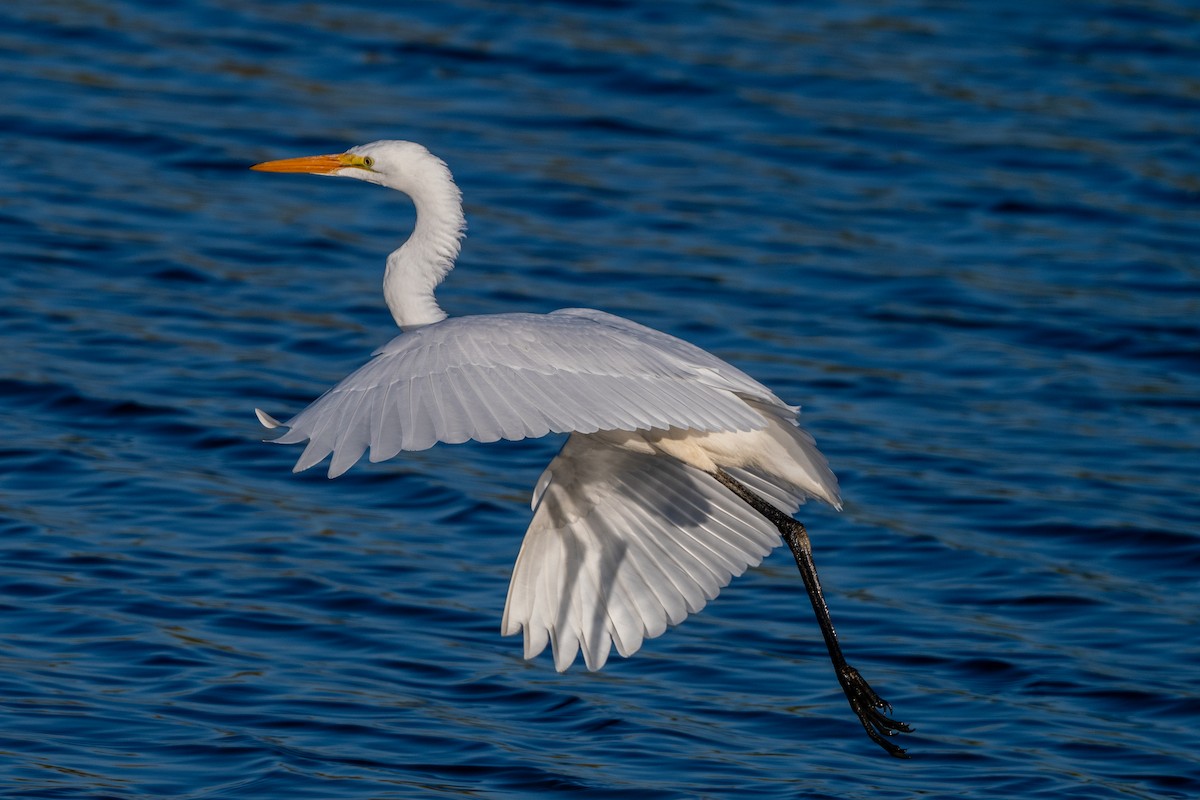 Цасч дэглий - ML363909311