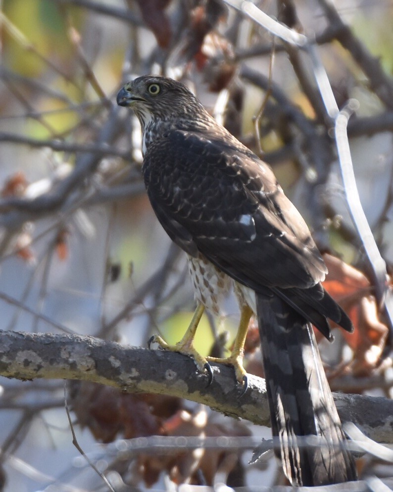 Cooper's Hawk - ML36391341