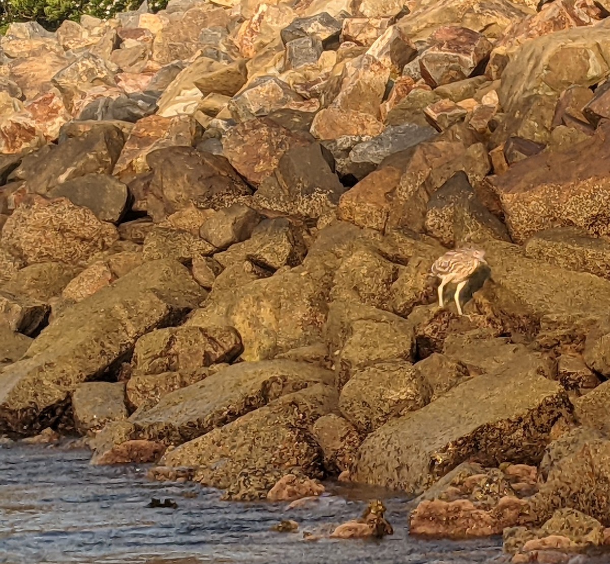 Yellow-crowned/Black-crowned Night Heron - Dawn Garcia