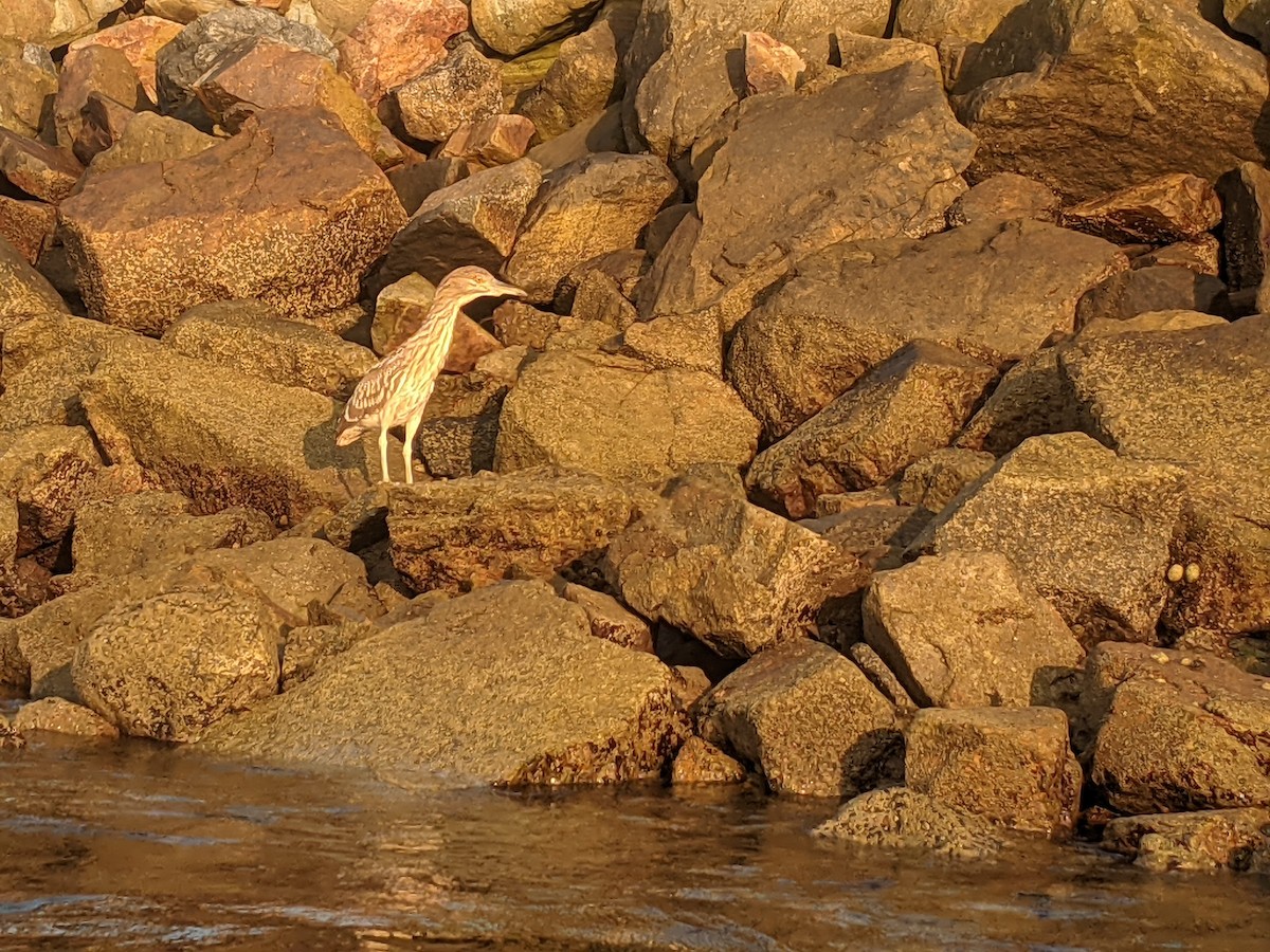 Yellow-crowned/Black-crowned Night Heron - ML363913491