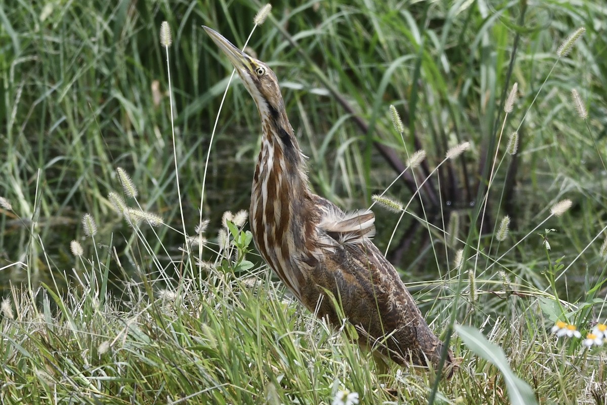 American Bittern - ML363914491