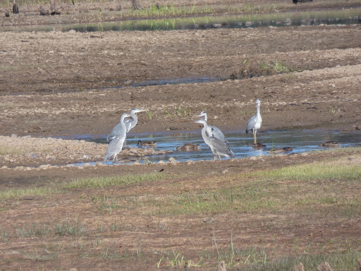 Gray Heron - ML363915701