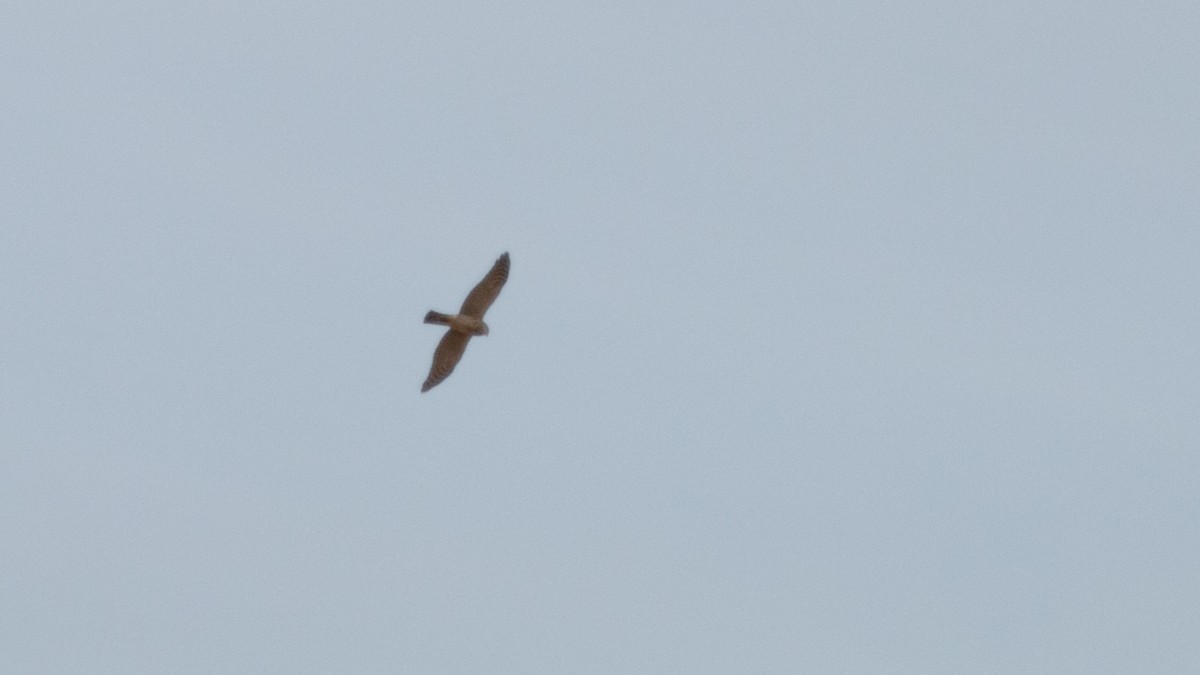 Eurasian Sparrowhawk - ML363919091