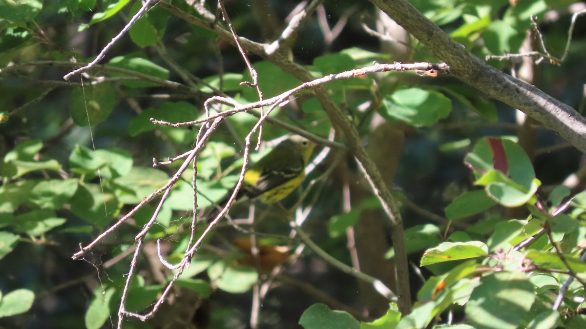 Magnolia Warbler - ML363919791