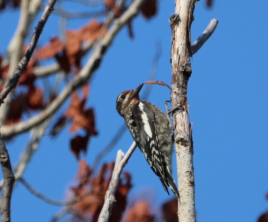 Yellow-bellied Sapsucker - ML363922081