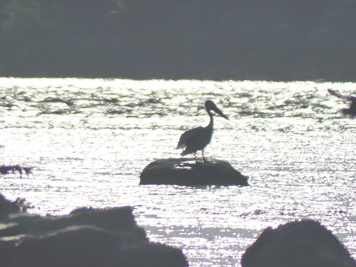 American White Pelican - ML363922401
