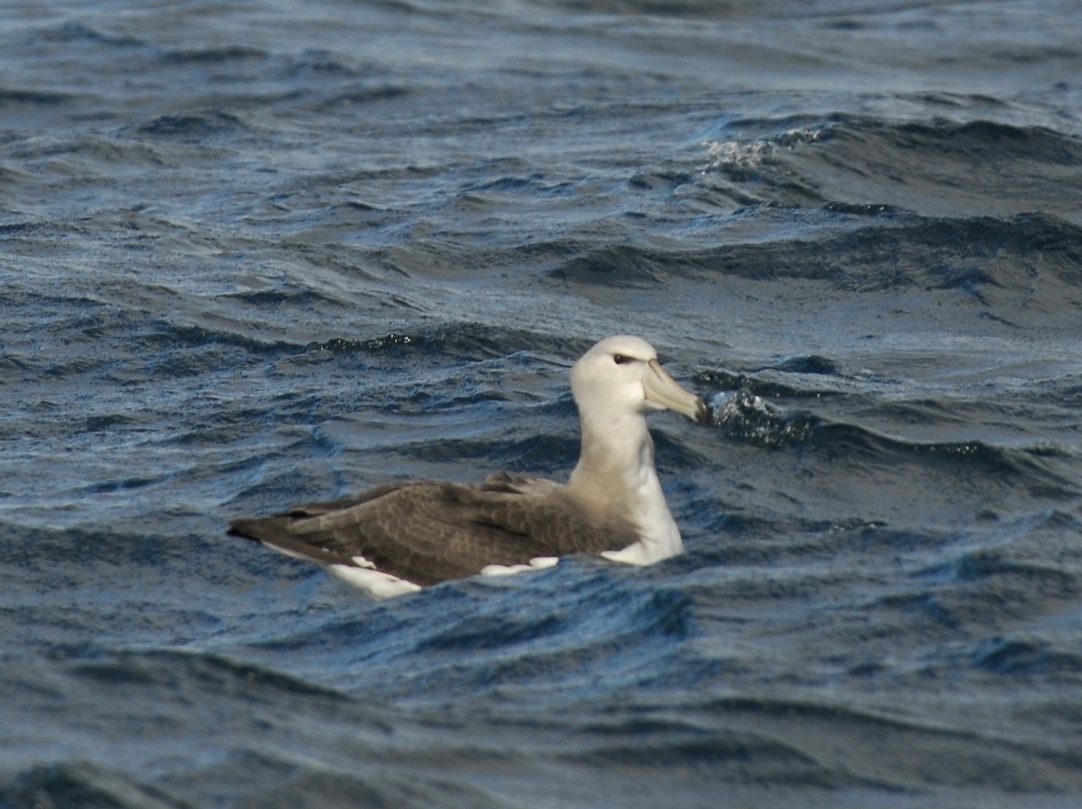 White-capped Albatross - ML36392261