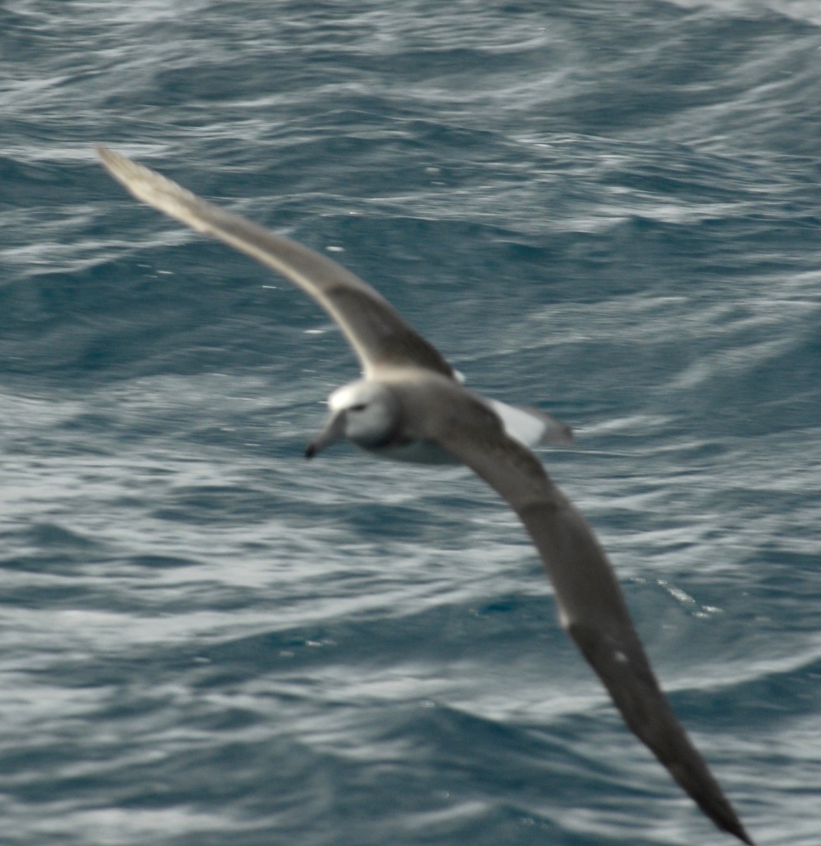 White-capped Albatross - ML36392271