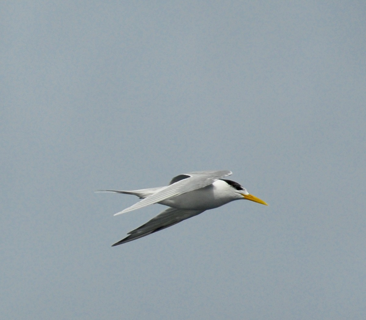 Great Crested Tern - ML36392311