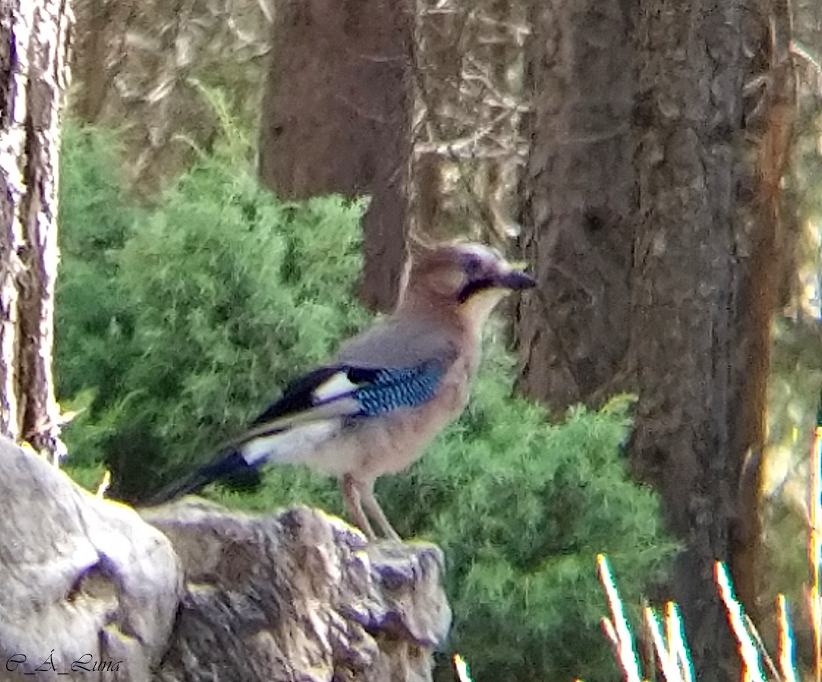 Eurasian Jay - ML363923421