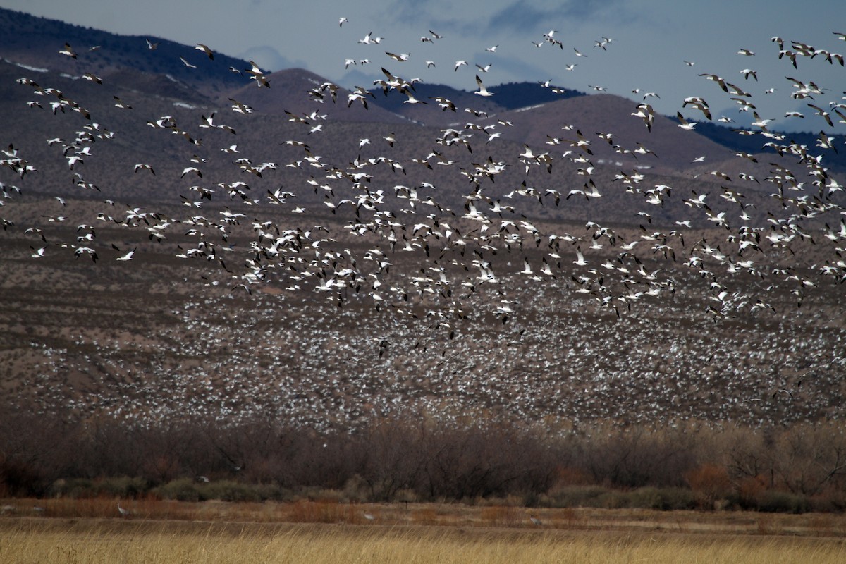 Snow Goose - Scott Berglund