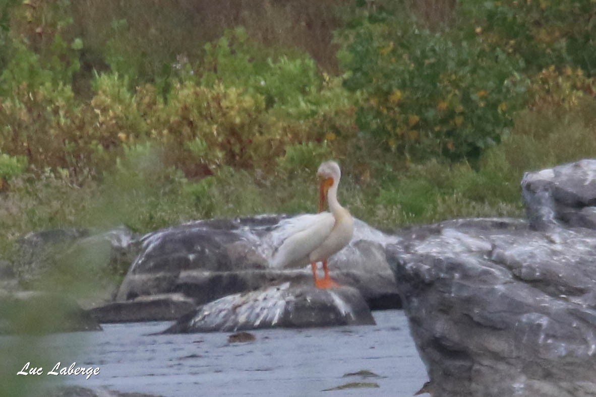 American White Pelican - ML363926821
