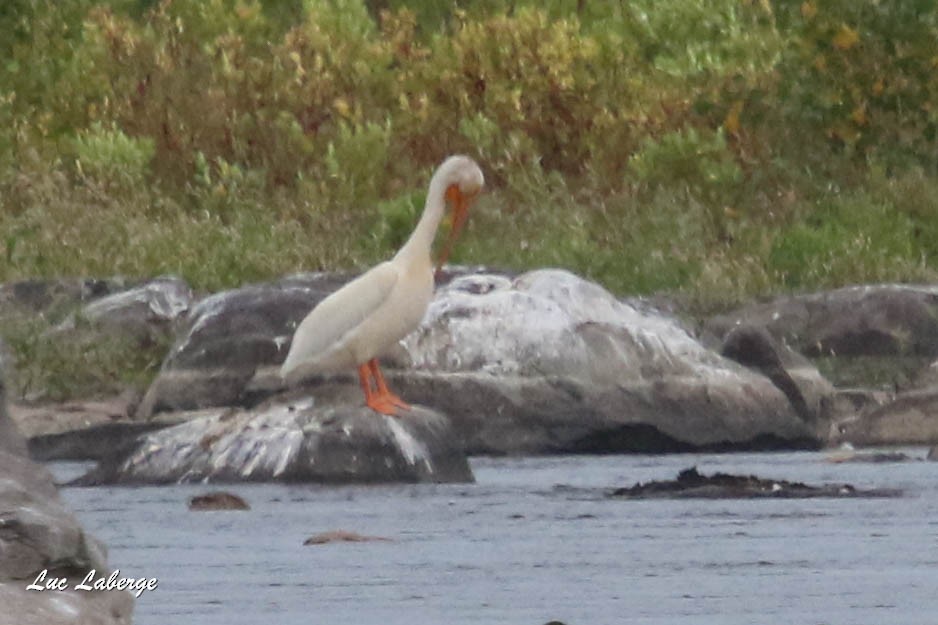American White Pelican - ML363926831