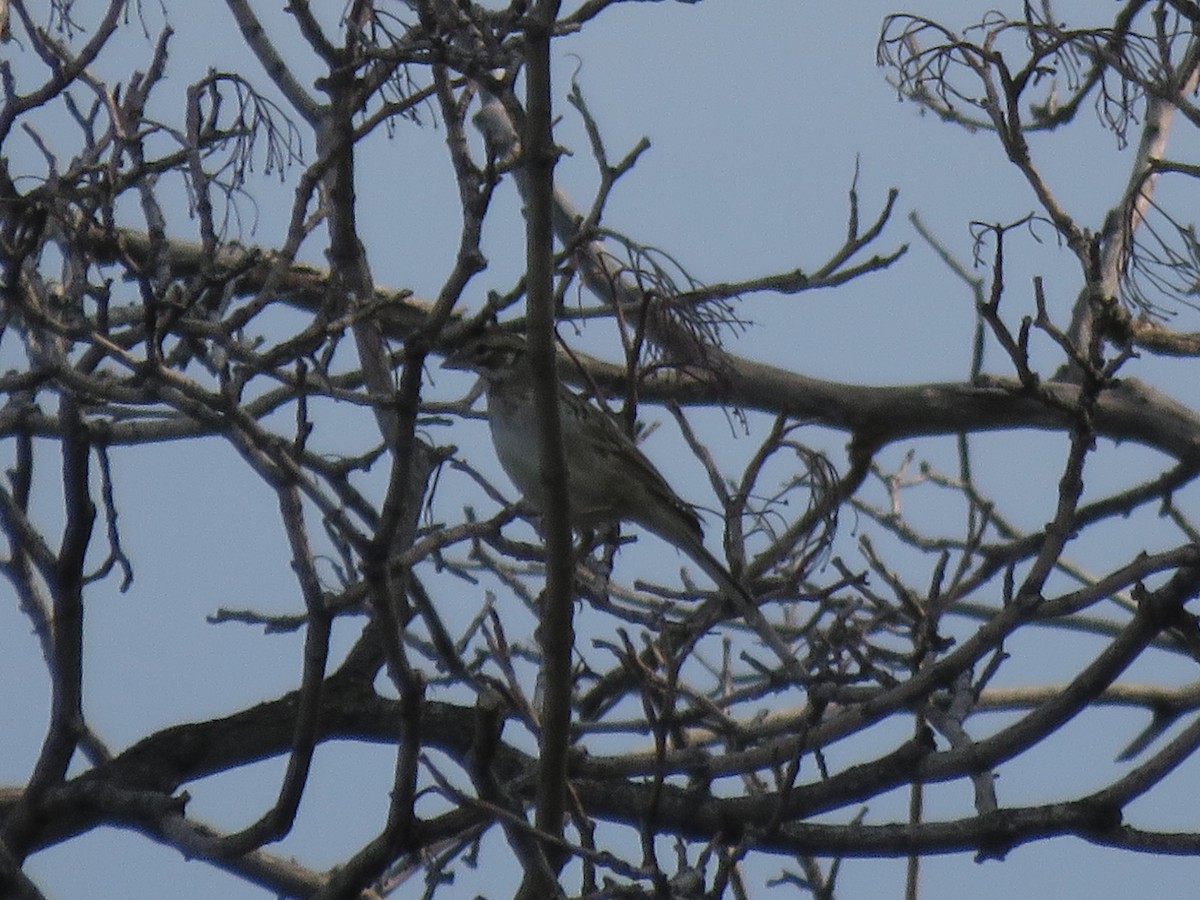 Lark Sparrow - ML363926901