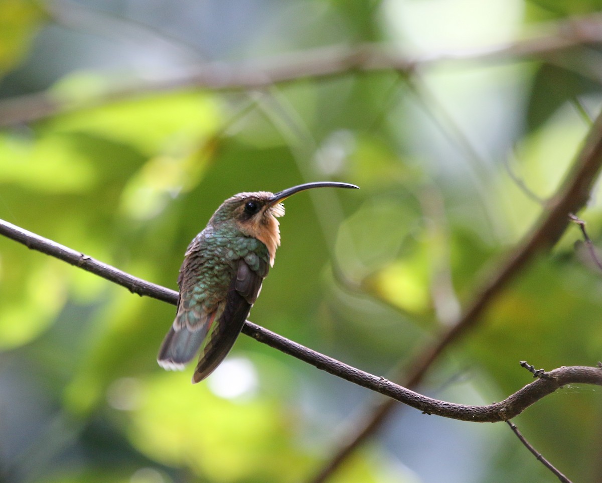 Rufous-breasted Hermit - ML363927531
