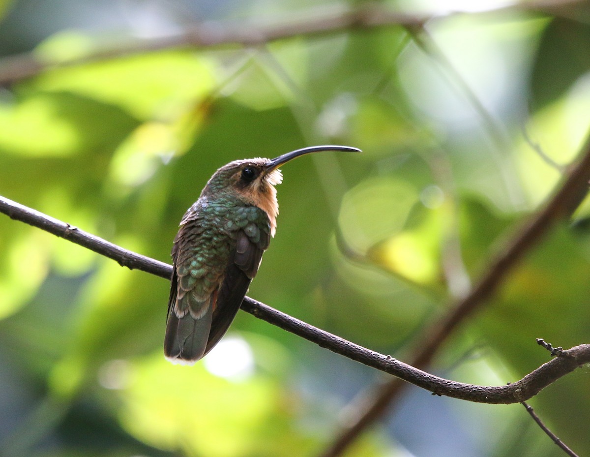 Rufous-breasted Hermit - ML363927541